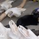 Gato de refugio trabaja ahora en un museo | Cat Crazy | El Dodo