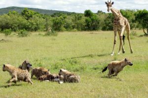 Giraffe vs Hyena | Wildlife Showdown | Animal Fight