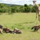 Giraffe vs Hyena | Wildlife Showdown | Animal Fight