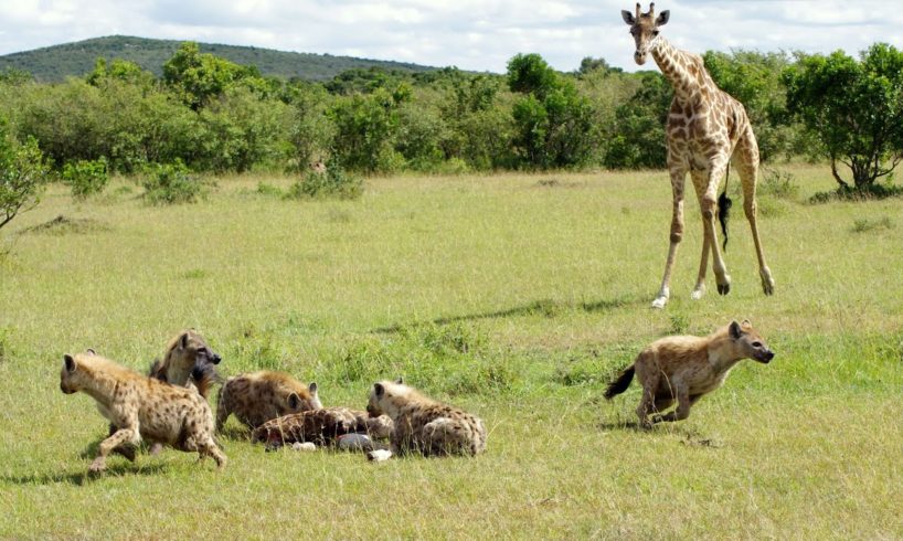 Giraffe vs Hyena | Wildlife Showdown | Animal Fight