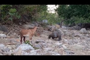 Goats don't think that Komodo dragons are that fast😱