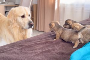 Golden Retriever Meets Puppies for the First Time