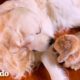 Golden retriever recoge manzanas para su mejor amigo... un conejo | Parejas Disparejas | El Dodo