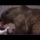 Grizzly Bear Attack - Rips Head Off on Live TV Show