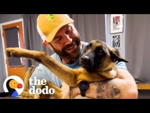 Guy Rescues A Malinois Puppy And Changes His Life | The Dodo