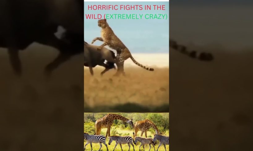 #HOW HORRIFIC ANIMAL  FIGHTS IN THE WILD CAN BE EXTREMELY CRAZY { fight to finish}