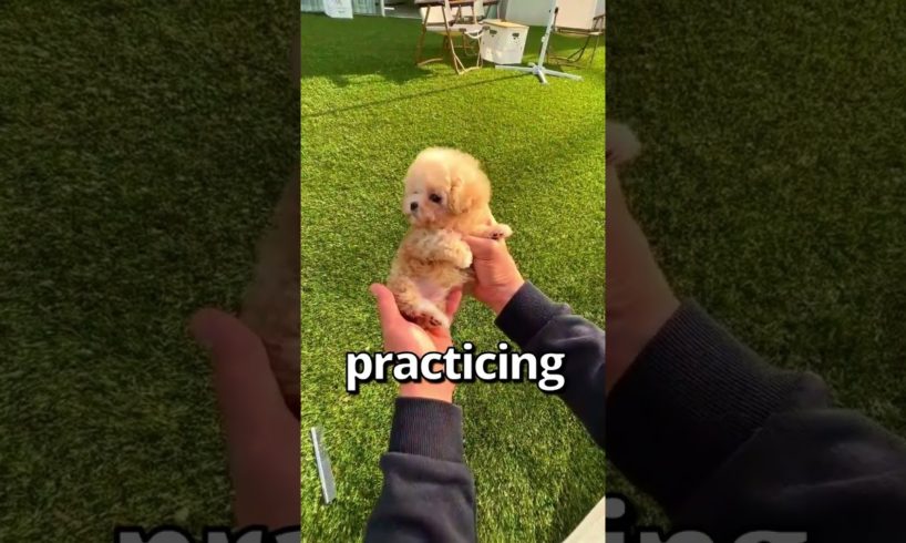 HOW WOULD YOU Rate this PUPPY 😱 | Wholesome Moments