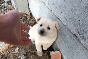 Hardy's story - Wolf howling stray puppy looking for mom was rescued from the dump/ Full Video