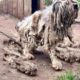 He Would Rush to Door Whenever He Heard a Noise, In The Hopes That Someone Would Come to Help Him