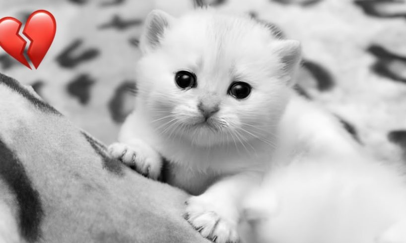 Heartless People Who Abandoned This Cute Cat ЁЯТФЁЯТФ