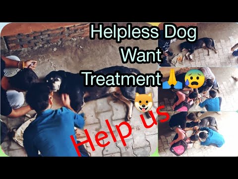 Helpless Dog Want Treatment🙏🐶😰@crazyHp23vlogger