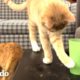 Hermanos gatitos derriban todos los vasos de agua de su casa | Cat Crazy | El Dodo