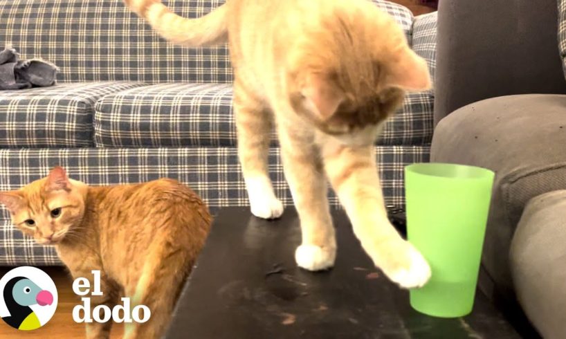 Hermanos gatitos derriban todos los vasos de agua de su casa | Cat Crazy | El Dodo