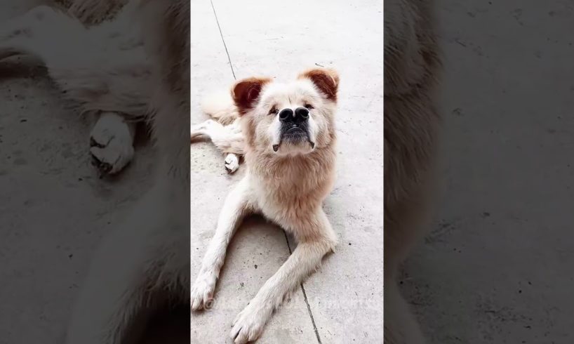 🐶Hilarious Animal Compilation That Will Make You LOL🤣 |Animals LOL Moments #funnyanimals #funnydogs