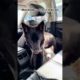🐶Hilarious Animal Videos to Brighten Up Your Day😂 | Animals LOL Moments