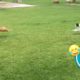 Hilarious Cat CHASES Dog 😯 | FUNNIEST Animals and Pets