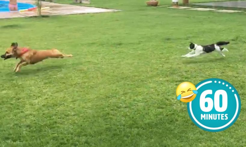 Hilarious Cat CHASES Dog 😯 | FUNNIEST Animals and Pets