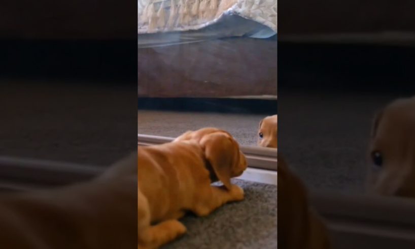 Hilarious Video Of A Puppy Playing In The Mirror #shorts
