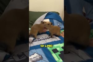 His Name is Quandale Dingle (Creature Feature)