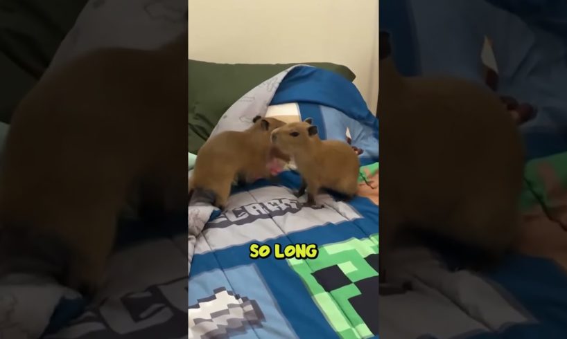 His Name is Quandale Dingle (Creature Feature)