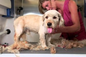 Homeless Dog Gets Makeover That Saves His Life!