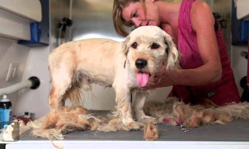 Homeless Dog Gets Makeover That Saves His Life!