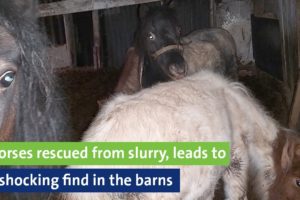 Horses rescued from slurry, leads to shocking find in the barns