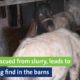 Horses rescued from slurry, leads to shocking find in the barns