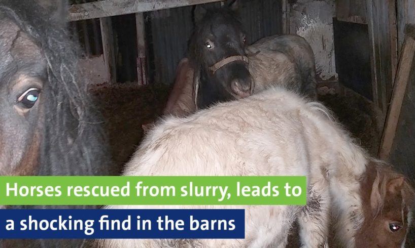 Horses rescued from slurry, leads to shocking find in the barns