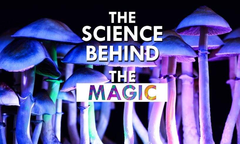 How Magic Mushrooms Take Your Brain For One Hell Of A Trip