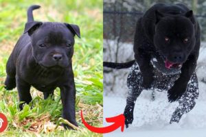 I'm a Big Kid Now - Dogs Grow Up And Cute Baby Animals