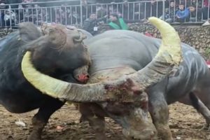 Intense Bullfighting Scene EP31│Wonderful duel, the fighting is very intense