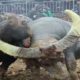 Intense Bullfighting Scene EP31│Wonderful duel, the fighting is very intense