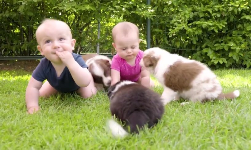 Introducing The World's Cutest Puppies! Get Ready To Fall In Love In Under 10 Minutes.
