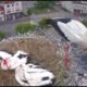 KILLER WHITE STORK THE MOST EVIL ANIMAL ON EARTH