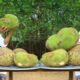 Kathal/Jackfruit Biryani | कटहल बिरयानी | Jackfruit cutting tips | Veg Biryani | Nawab's Kitchen