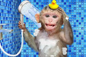 KiKi Monkey bathing in toilet after harvesting fruits on farm and play with puppy | KUDO ANIMAL KIKI