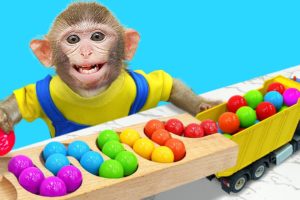 KiKi Monkey playing with Marble Run Race and bath in the toilet with rainbow fish | KUDO ANIMAL KIKI
