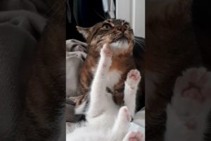 Kitten Tries to Get Older Cat to Play || ViralHog