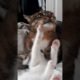 Kitten Tries to Get Older Cat to Play || ViralHog