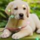 Labrador Breed Cutest Puppies#7 🤩😍#cute #breed #shorts