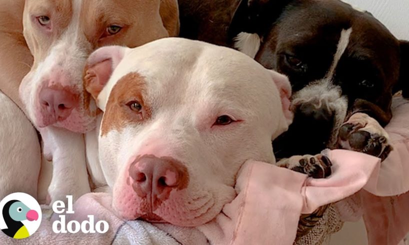 Lecciones de vida esenciales de tres hermanos pitbulls | Puro Pitbull | El Dodo