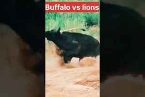 Lion vs buffalo