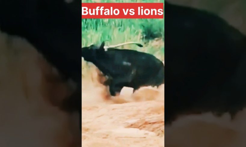 Lion vs buffalo