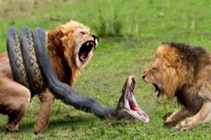 Lions vs Big Python Snake Real Fight