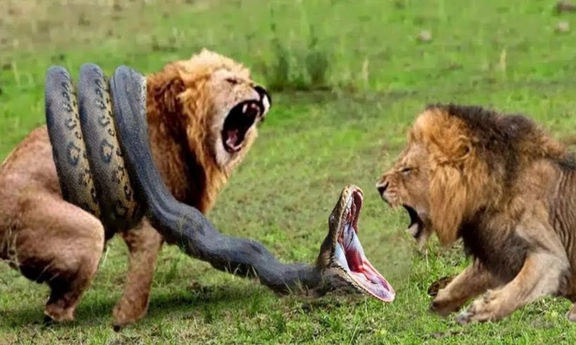 Lions vs Big Python Snake Real Fight