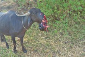 Lucky Buffalo Escaped Death when Attacked by Crocodile But What Happen Next