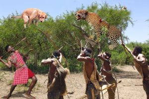 Maasai led the Hound in search of the Leopard that attacked the Buffalo | Wild Animal Fights