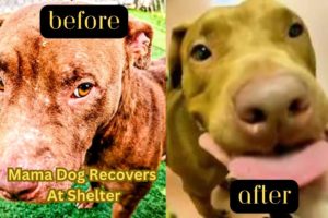 Mama Dog Arrives At The Animal Shelter In Bad Shape.  Look At Her Now!  #honey