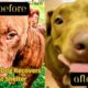 Mama Dog Arrives At The Animal Shelter In Bad Shape.  Look At Her Now!  #honey